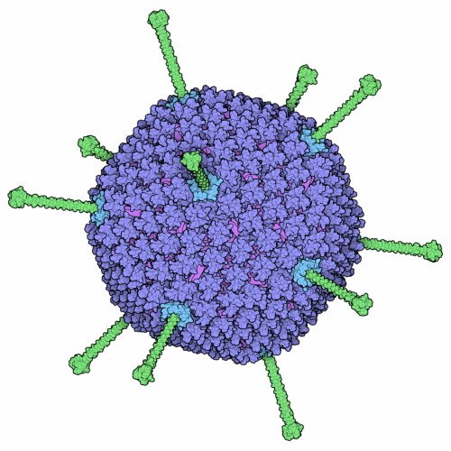 Kapsyd adenowirusa - heksony są pokolorowane na fioletowo, gałki włókniane na zielono, a baza pentonu na niebiesko. 