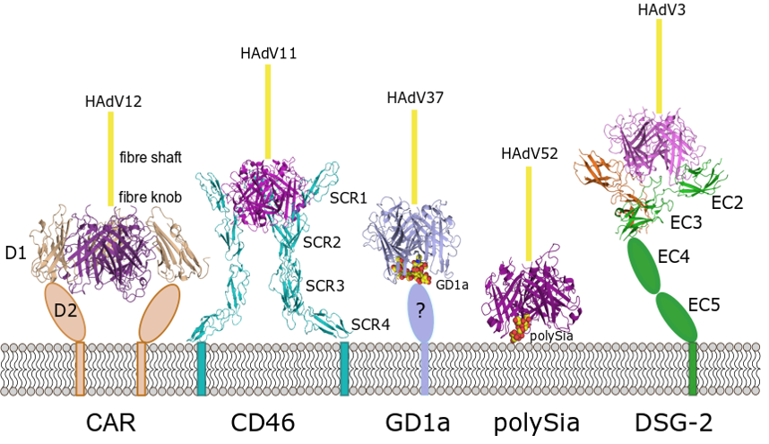 HAdV Attachment Receptors for which we have structural data on binding with the virus. Five different structures, all attached to the cell memberane from the outer side. The viral protein remains very similar in all five cases, but the proteins take very different shapes. The sugars are much smaller than the proteins.